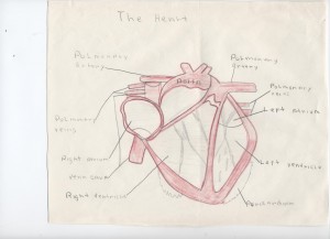 heart 1973
